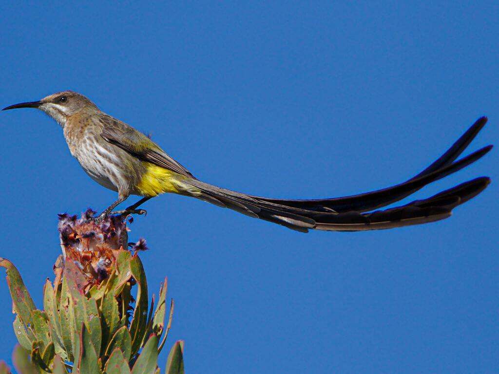Cape Sugarbird with long tail feathers perched on a protea flower against a blue sky