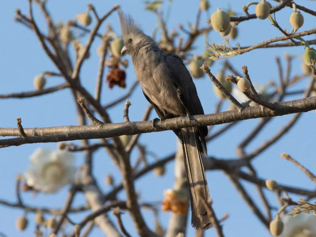 Grey Go-Away Bird with a wispy crest perched among bare tree branches