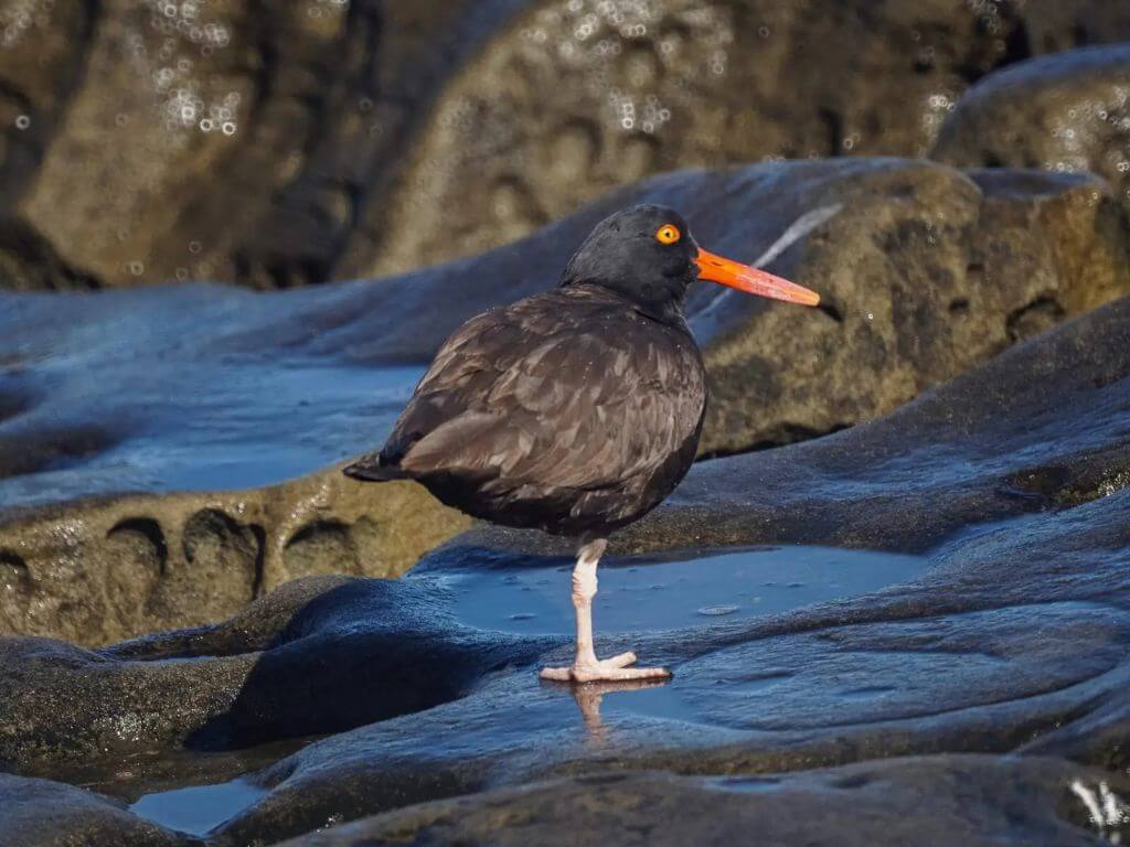 African Black Oystercatcher standing on wet rocks with bright orange beak and eyes