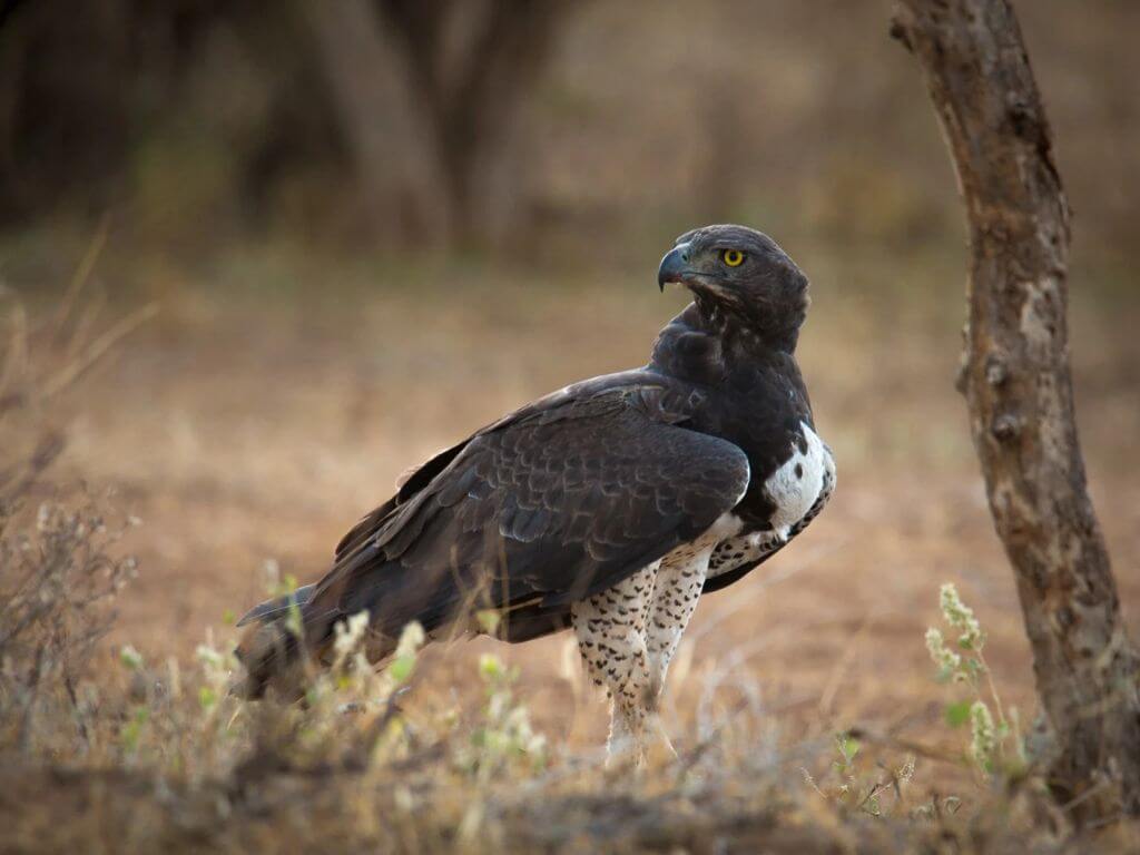 Martial Eagle with black and white plumage standing alert on dry ground