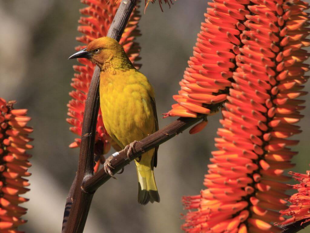 Bright yellow Cape Weaver perched on a red flowering aloe stem