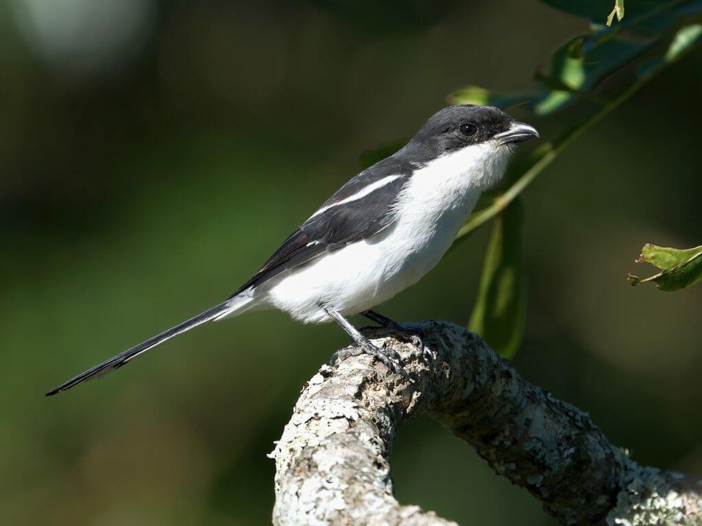 Black and white Fiscal Shrike resting on a lichen-covered branch