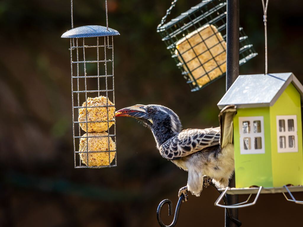 A hornbill pecking at a suet ball hanging from a metal bird feeder, with a green birdhouse nearby.