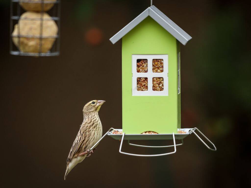 A small garden bird perched on a bright green birdhouse-style feeder filled with seeds.