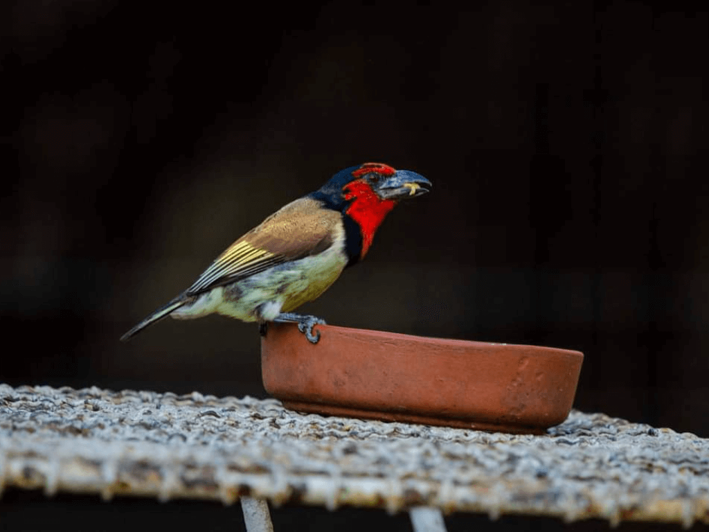 Black-collared barbet perched on a clay dish, holding a seed in its beak against a dark background.