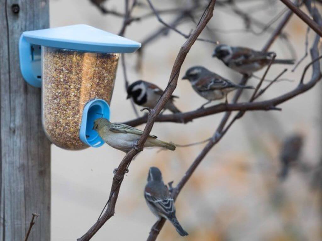 Multiple small birds feeding on seeds from a blue feeder, perched on surrounding tree branches.