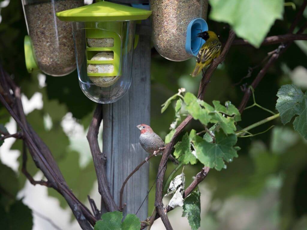 A red-billed finch and a weaver bird feeding from a bird feeder in a leafy setting.