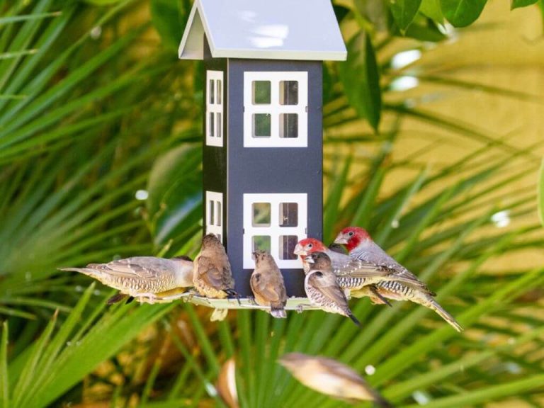 Small group of finches and woodpeckers gathered around a birdhouse-style feeder in a garden setting.