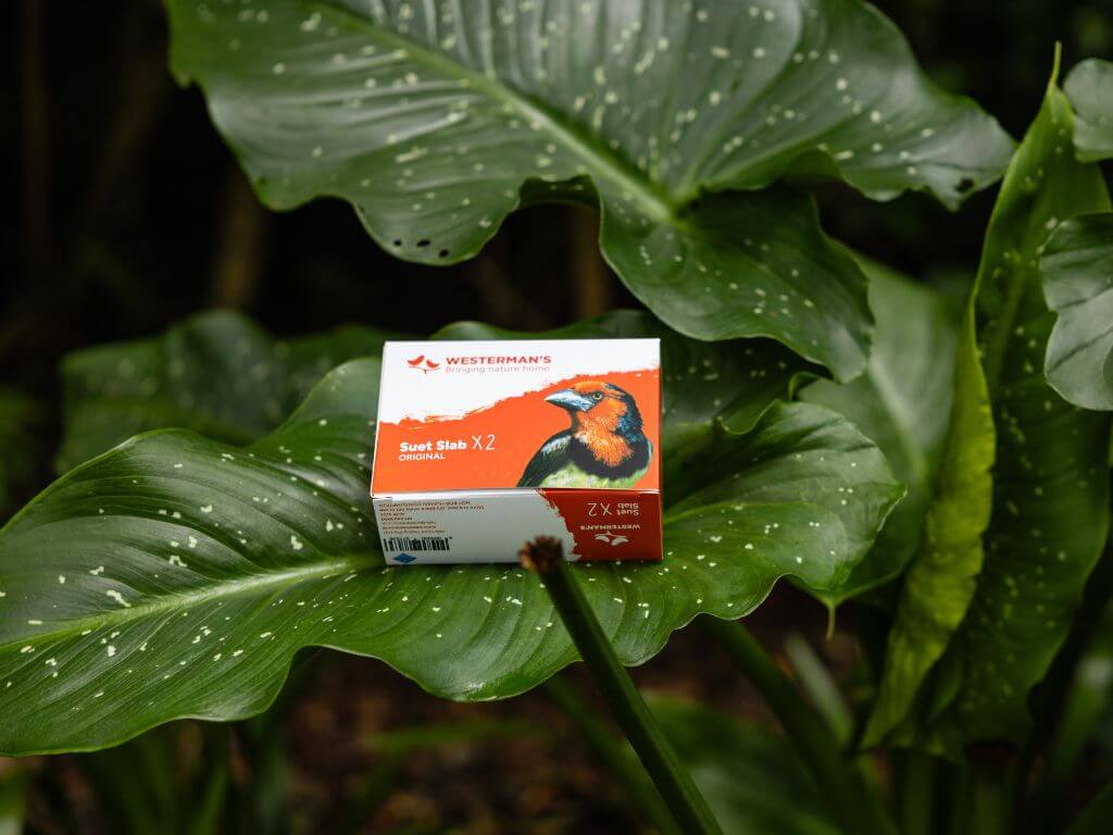 A box of Westerman’s suet slabs placed on a large green leaf in a natural outdoor setting.