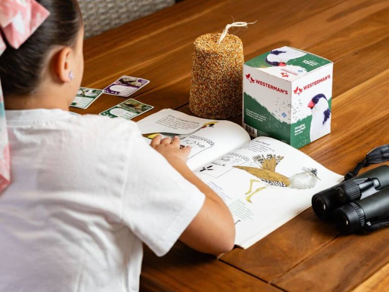 A child reading a bird identification guide with Westerman’s seed bell, bird cards and binoculars on the table.