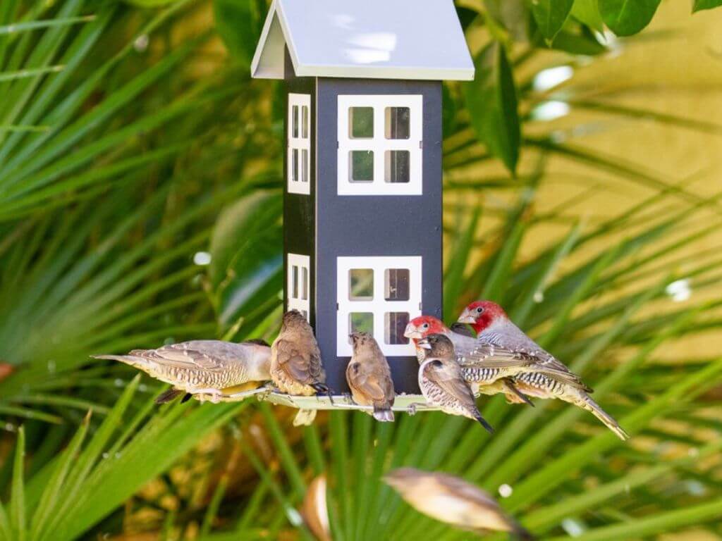 A group of birds, including Red-headed Finches, gathered around a Westerman’s black and white house feeder.