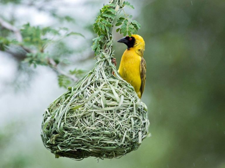 Southern Masked Weaver at its woven grass nest
