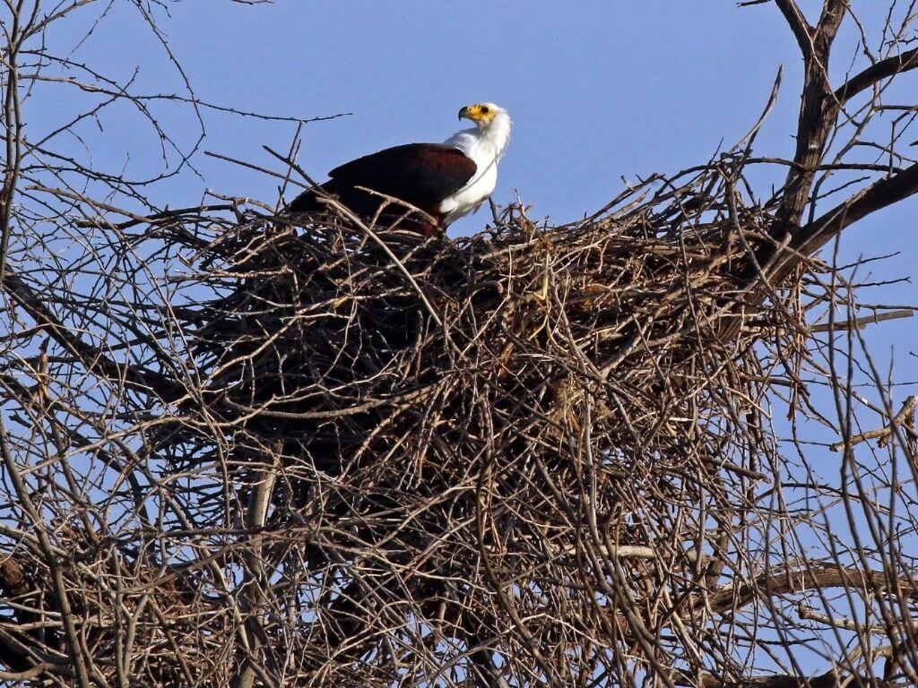 African Fish Eagle perched on a large stick platform nest in a tree