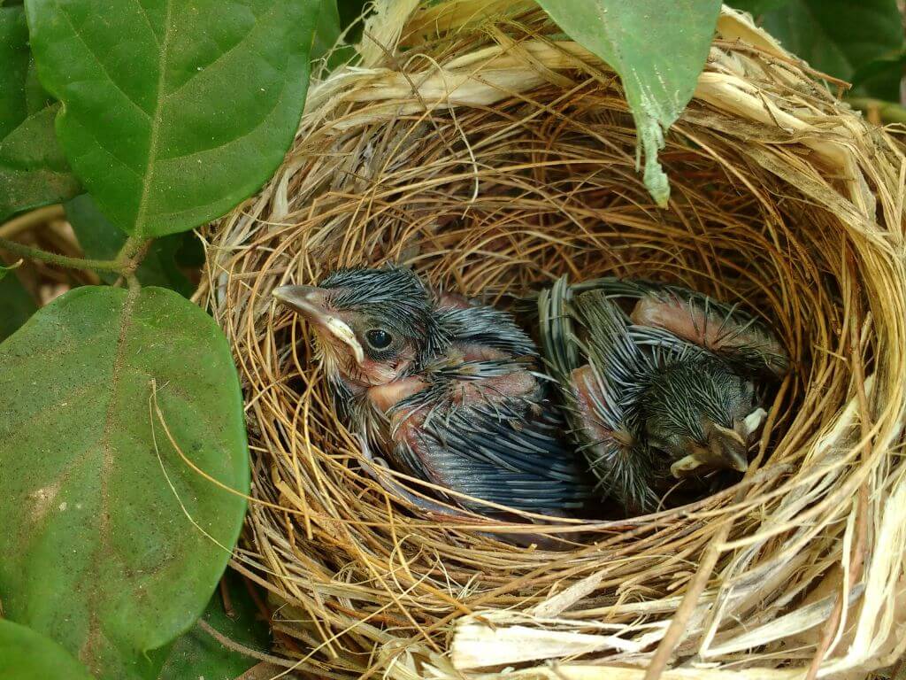Two Bulbul chicks resting in a cup-shaped grass nest