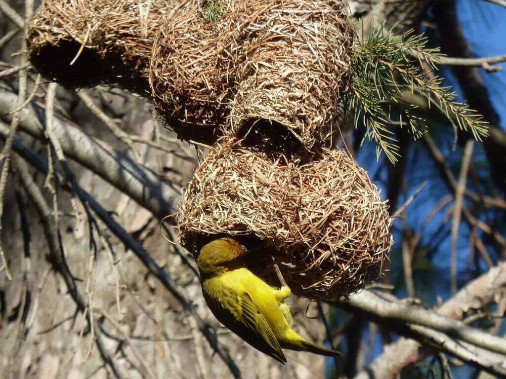 Weaver at a hanging woven nest in a tree