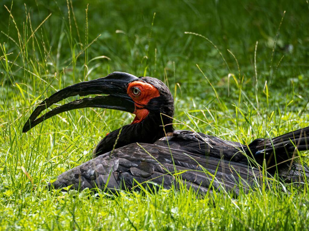 Southern Ground Hornbill nesting on the ground in tall grass