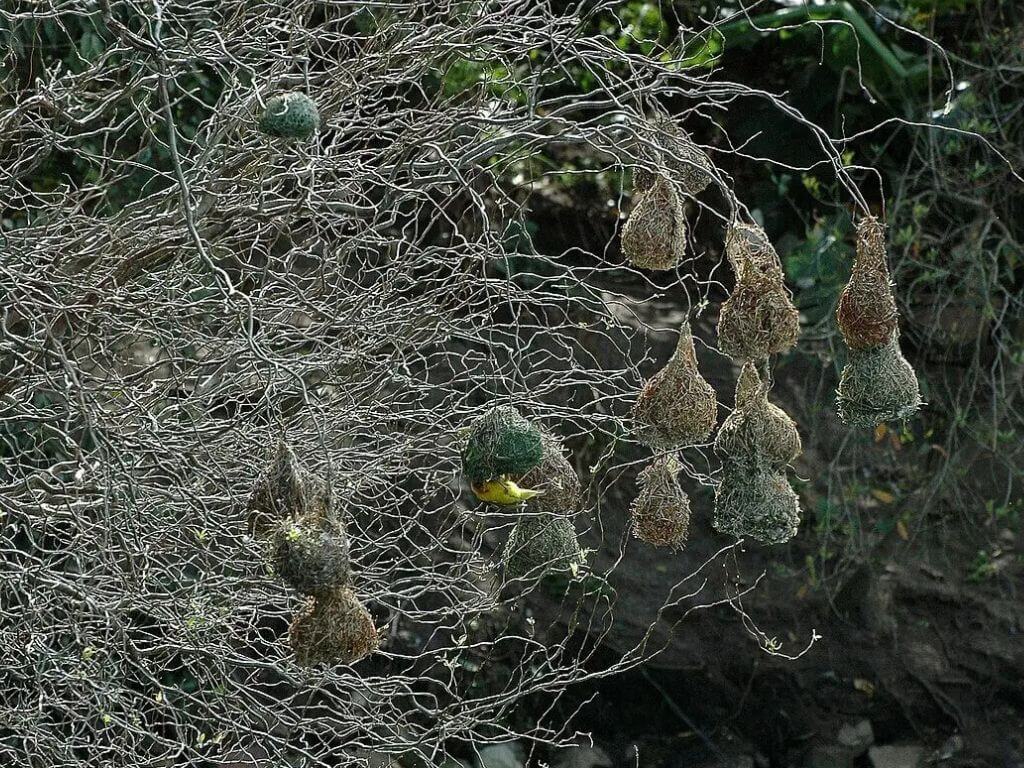 Tree with multiple types of bird nests, like weaver bird nests