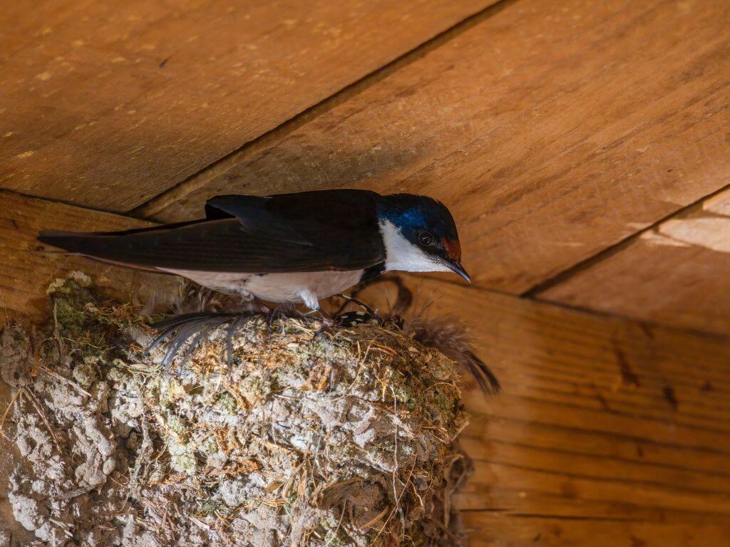 Barn Swallow perched on a mud-pellet nest under a wooden roof