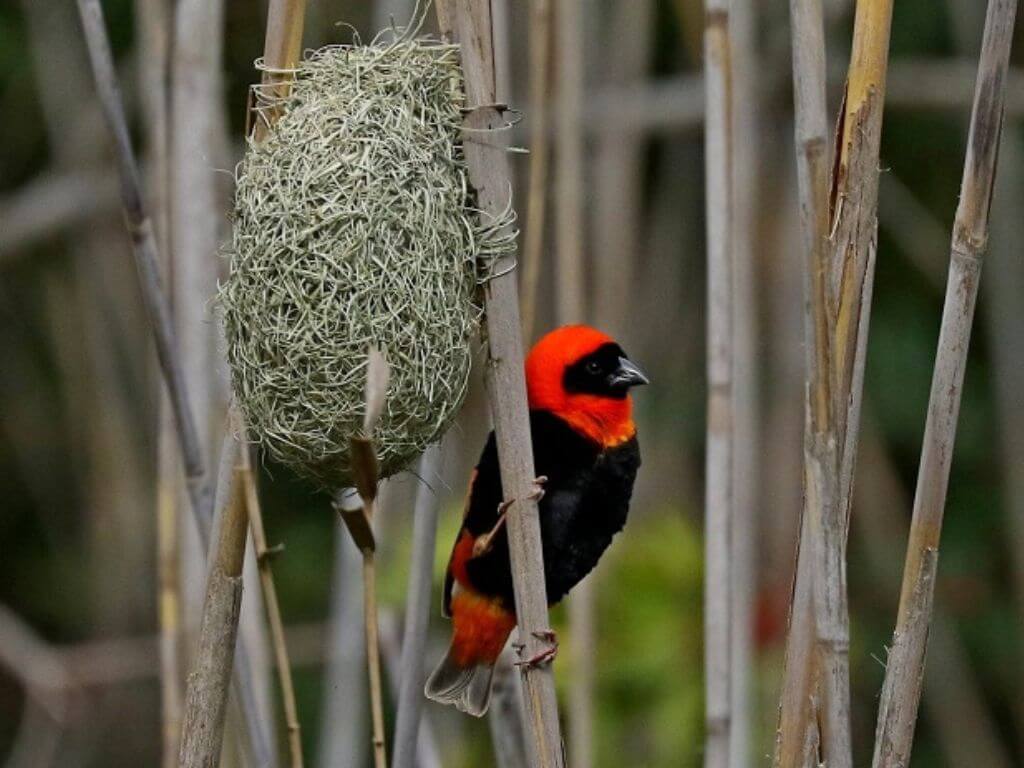 Southern Red Bishop next to its hanging woven nest in reeds