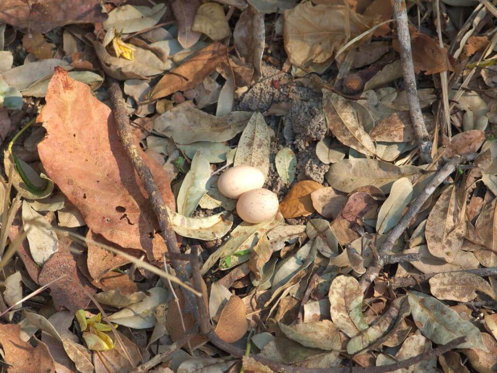 Two Nightjar eggs in a simple ground nest among dry leaves