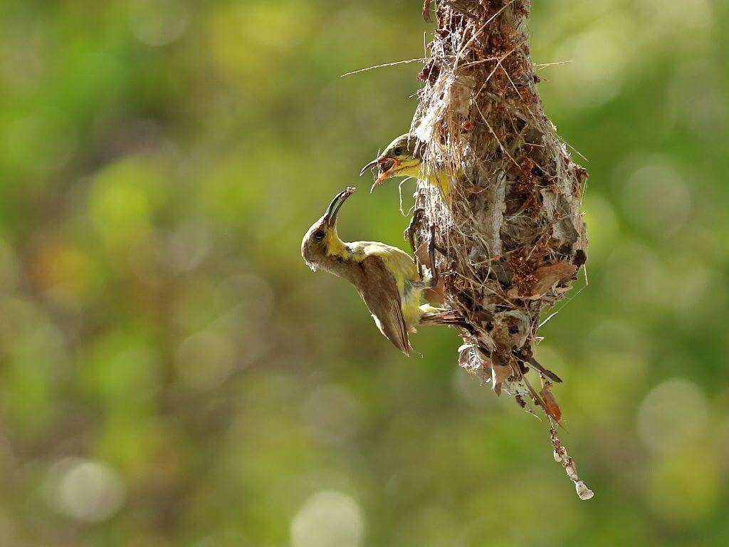 A sunbird feeding its chick at the entrance of a hanging nest made from grass, leaves, and spider webs.
