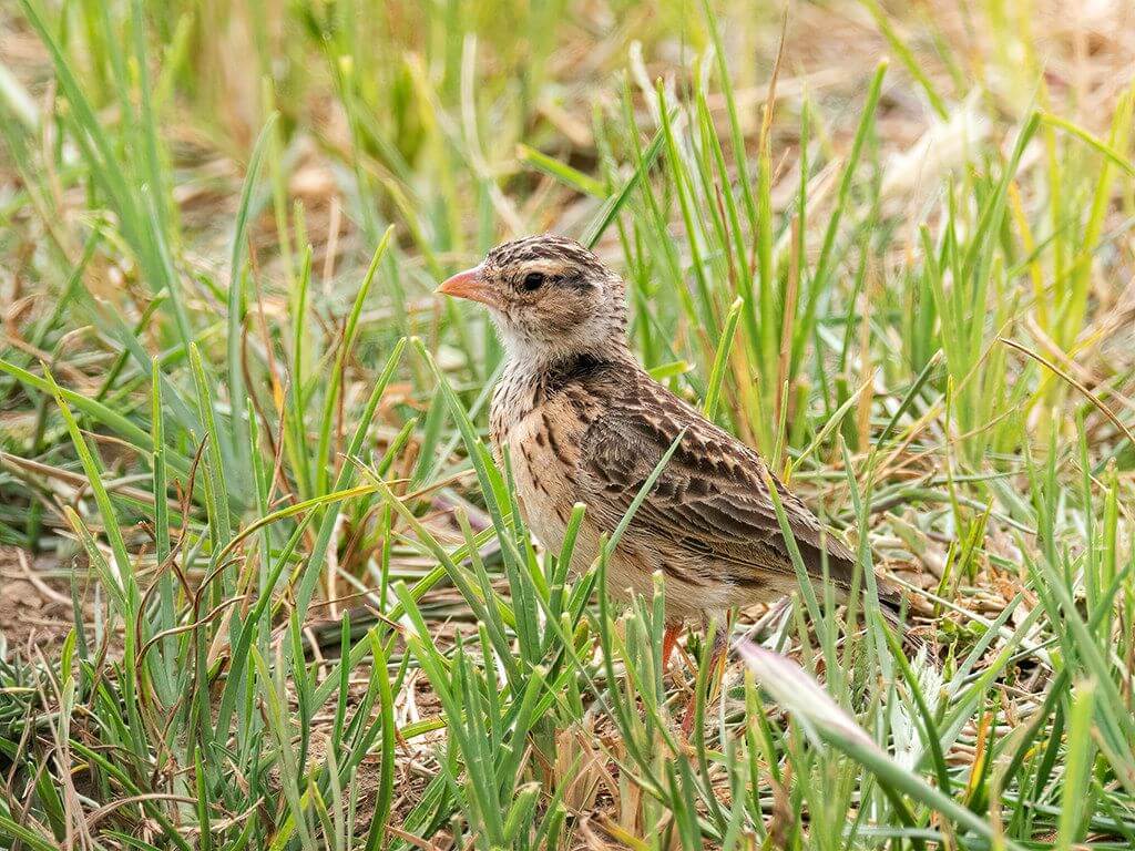 Botha’s Lark standing alert among tufts of grass in its natural habitat