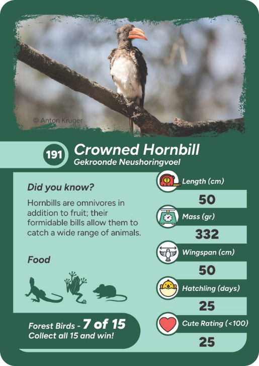 forest-bird-02