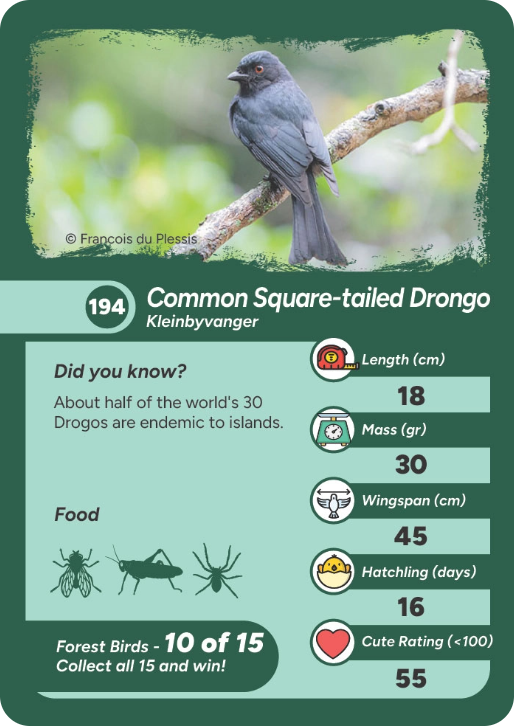 forest-bird-10