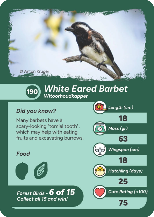 forest-bird-11