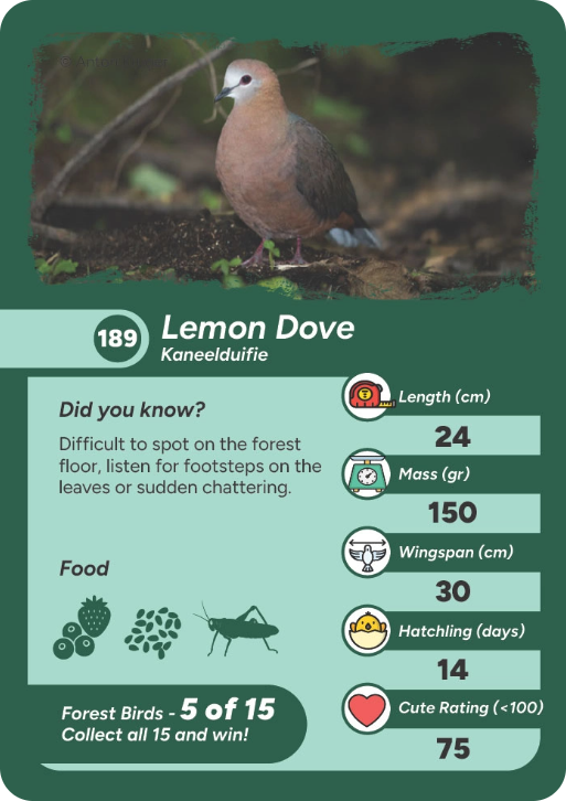 forest-bird-12