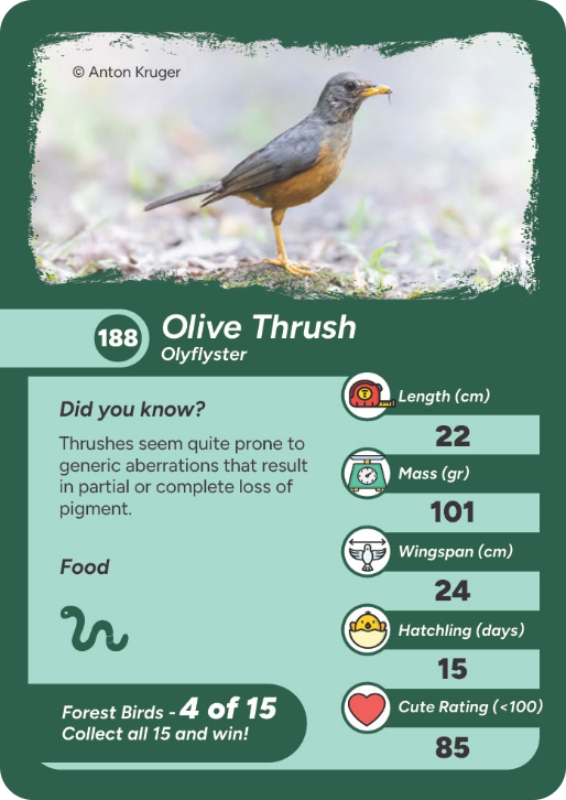 forest-bird-13