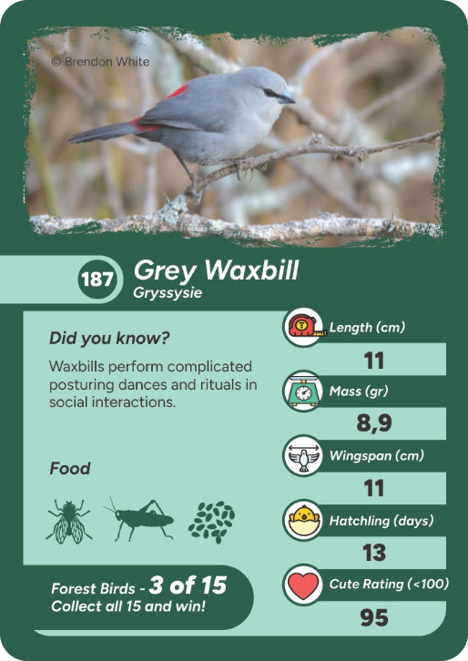 forest-bird-14