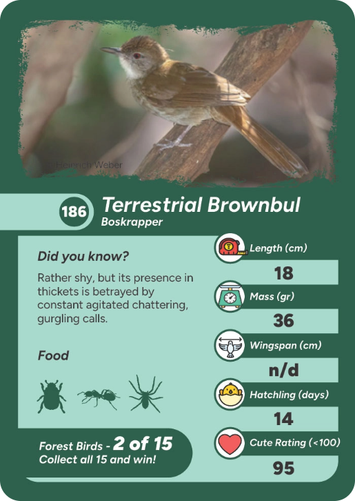 forest-bird-15