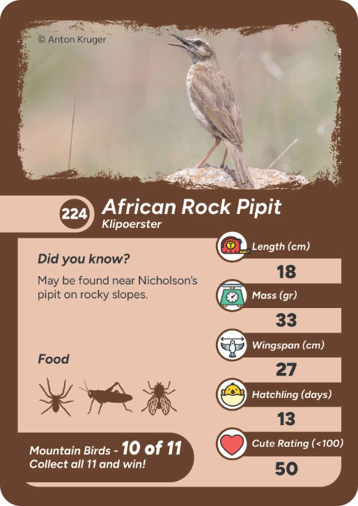 mountain-bird-03