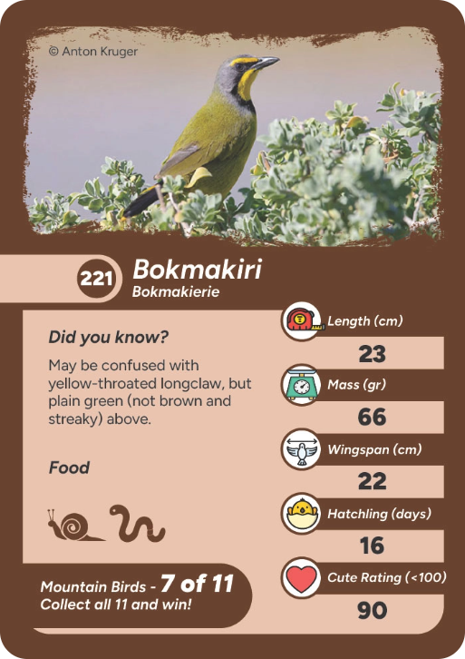 mountain-bird-04