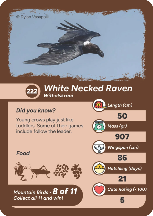 mountain-bird-05