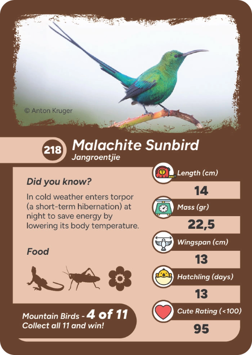 mountain-bird-06
