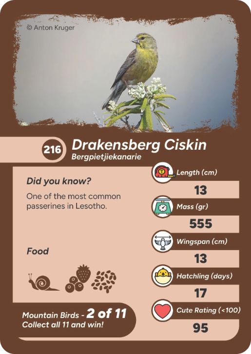 mountain-bird-10