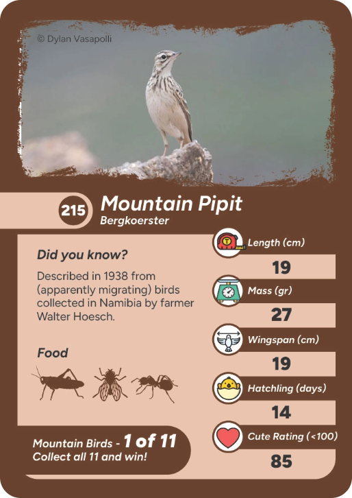 mountain-bird-11