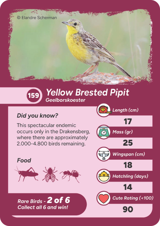 rare-bird-05