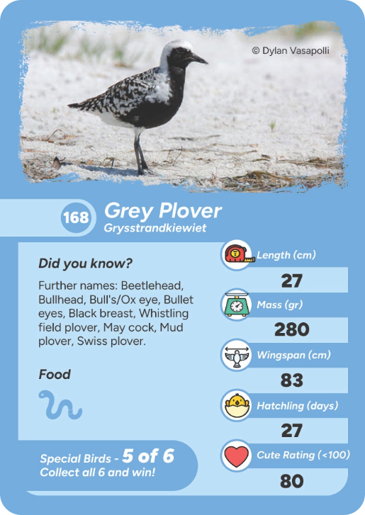 special-bird-02