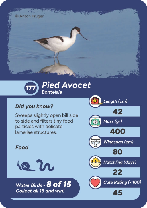 water-bird-16