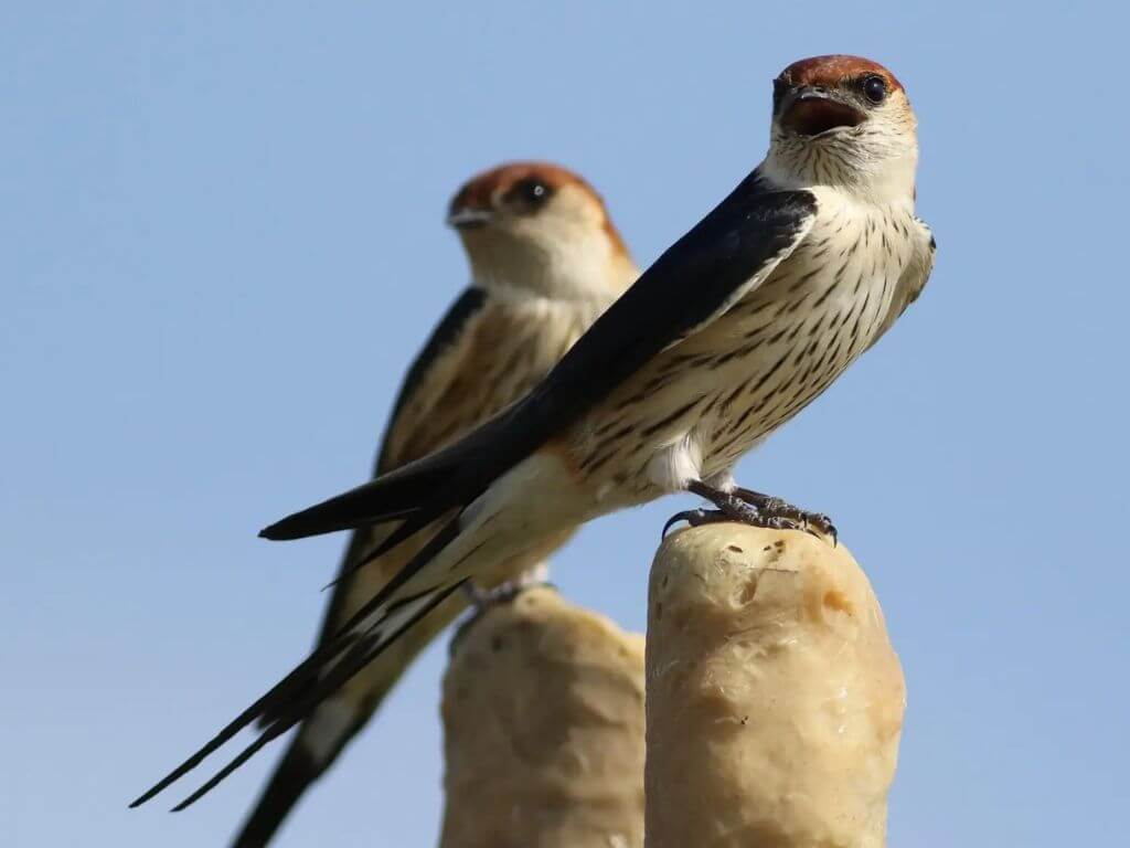 Two Greater Striped Swallows resting on fence posts under a clear blue sky.