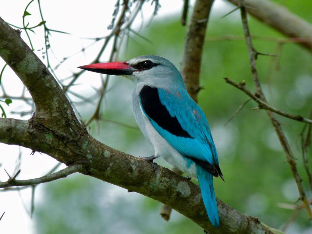 A striking blue and white Woodland Kingfisher perched on a tree branch with a red beak.